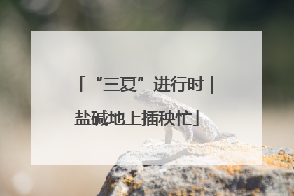 “三夏”进行时｜盐碱地上插秧忙