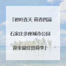 碧叶连天 荷香四溢 石家庄多座城市公园迎来最佳赏荷季