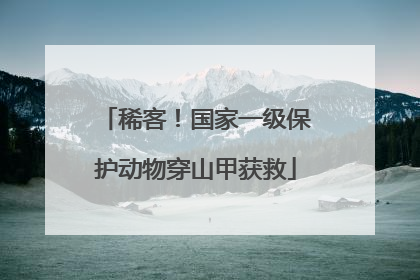 稀客！国家一级保护动物穿山甲获救