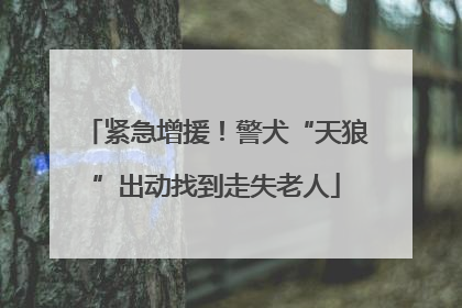 紧急增援！警犬“天狼”出动找到走失老人