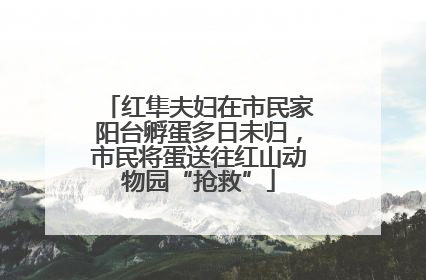 红隼夫妇在市民家阳台孵蛋多日未归，市民将蛋送往红山动物园“抢救”