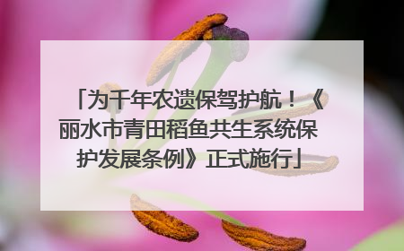 为千年农遗保驾护航！《丽水市青田稻鱼共生系统保护发展条例》正式施行