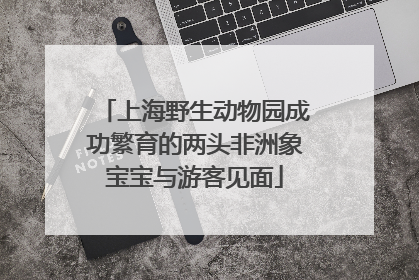 上海野生动物园成功繁育的两头非洲象宝宝与游客见面