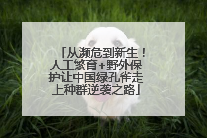 从濒危到新生！人工繁育+野外保护让中国绿孔雀走上种群逆袭之路