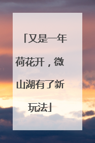 又是一年荷花开，微山湖有了新玩法