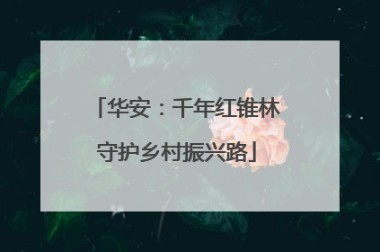 华安：千年红锥林守护乡村振兴路