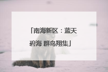 南海新区：蓝天碧海 群鸟翔集