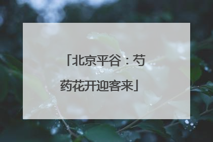 北京平谷：芍药花开迎客来