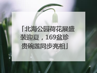 北海公园荷花展盛装迎夏，169盆珍贵碗莲同步亮相