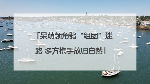 呆萌领角鸮“组团”迷路 多方携手放归自然