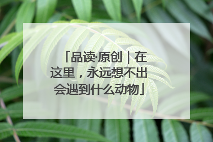 品读·原创｜在这里，永远想不出会遇到什么动物
