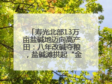 寿光北部13万亩盐碱地迈向高产田：八年改碱夺粮，盐碱滩拱起“金粮仓”