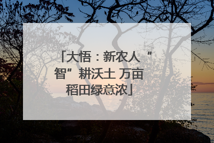 大悟：新农人“智”耕沃土 万亩稻田绿意浓