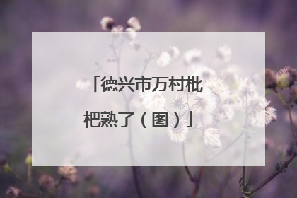 德兴市万村枇杷熟了（图）