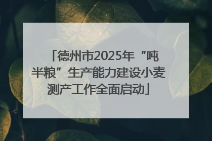 德州市2025年“吨半粮”生产能力建设小麦测产工作全面启动