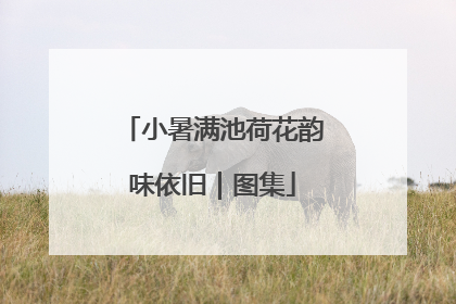 小暑满池荷花韵味依旧｜图集