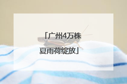 广州4万株夏雨荷绽放