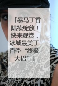 暴马丁香陆续绽放！快来观赏，冰城最美丁香季“终极大招”