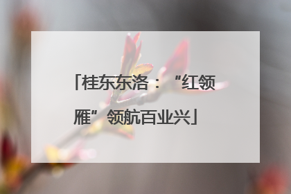 桂东东洛：“红领雁”领航百业兴