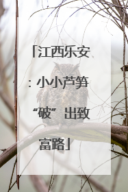 江西乐安：小小芦笋“破”出致富路