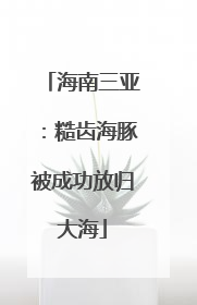 海南三亚：糙齿海豚被成功放归大海