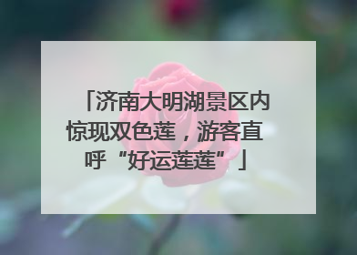 济南大明湖景区内惊现双色莲，游客直呼“好运莲莲”