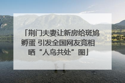 荆门夫妻让新房给斑鸠孵蛋 引发全国网友竞相晒“人鸟共处”图