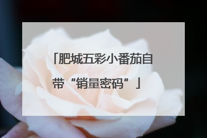 肥城五彩小番茄自带“销量密码”