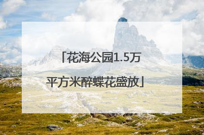花海公园1.5万平方米醉蝶花盛放