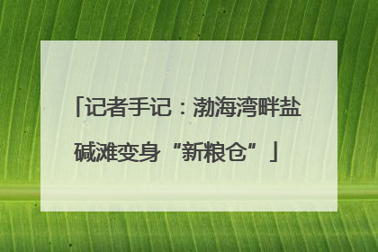 记者手记：渤海湾畔盐碱滩变身“新粮仓”