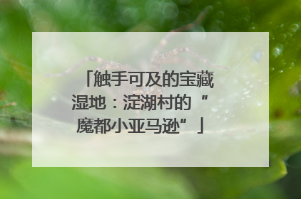触手可及的宝藏湿地：淀湖村的“魔都小亚马逊”