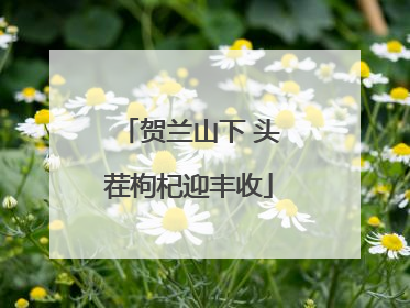 贺兰山下 头茬枸杞迎丰收