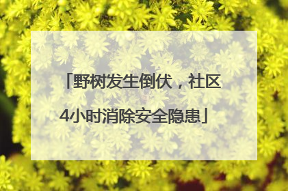 野树发生倒伏，社区4小时消除安全隐患