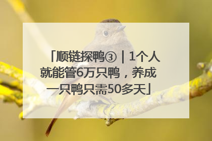 顺链探鸭③｜1个人就能管6万只鸭，养成一只鸭只需50多天