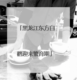 黑龙江东方白鹳迎来繁育期