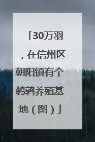 30万羽，在信州区朝阳镇有个鹌鹑养殖基地（图）